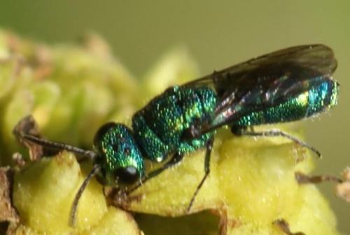 Trichrysis cyanea