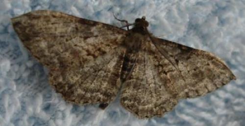 Peribatodes rhomboidaria