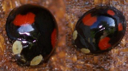 Harmonia axyridis