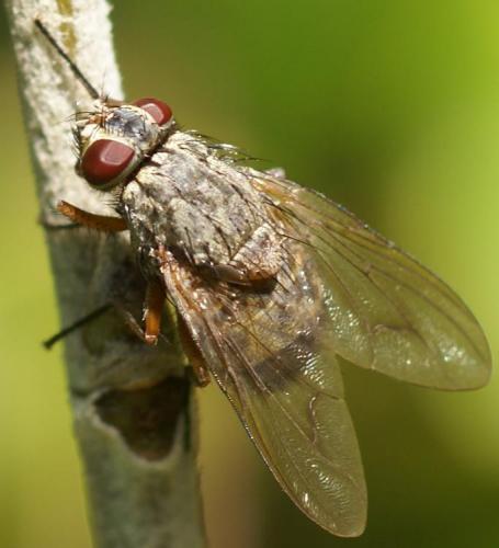 Réf. 25 885 : Phaonia valida