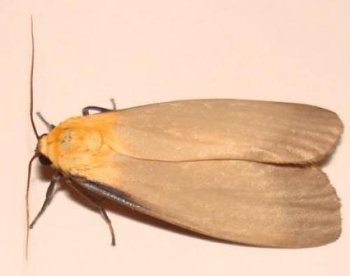 Lithosia quadra