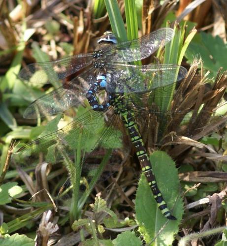 Aeshna cyanea