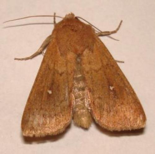 Mythimna albipuncta