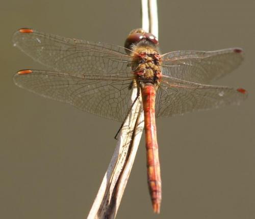 Réf. 25 426 : Sympetrum sp.