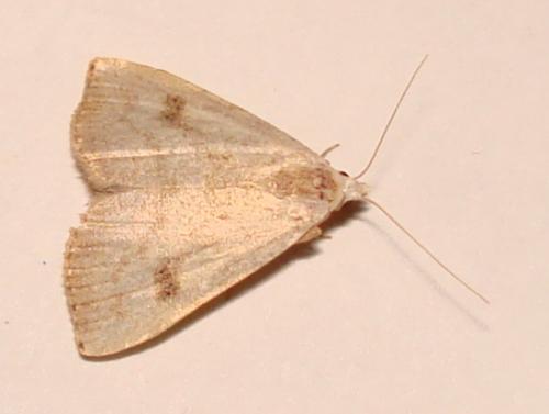 Réf. 25 219 : Rivula sericealis