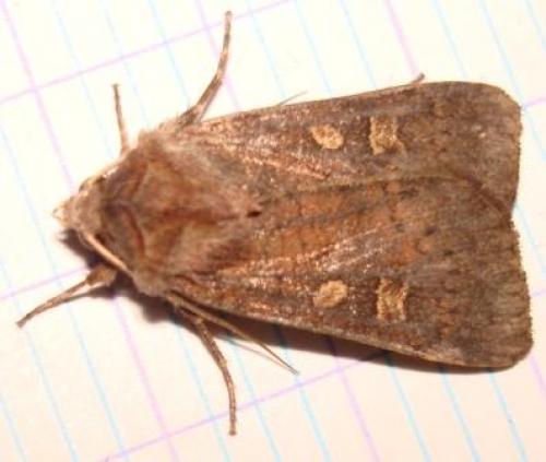 Xestia xanthographa