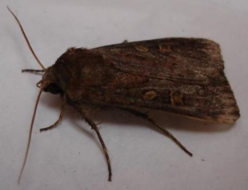 Xestia xanthographa