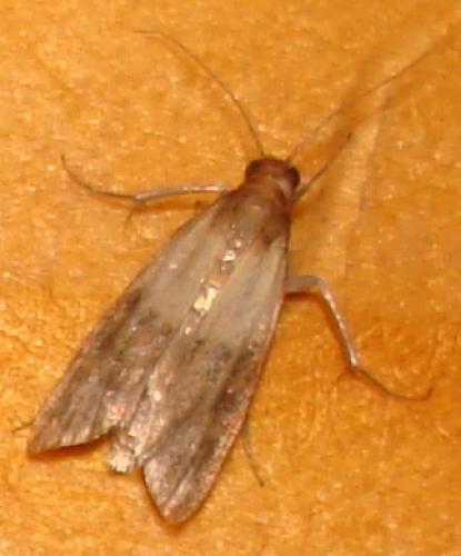 Réf. 25 395 : Plodia interpunctella