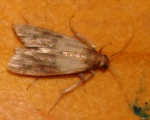 Réf. 25 410 : Plodia interpunctella