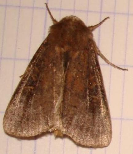 Xestia xanthographa
