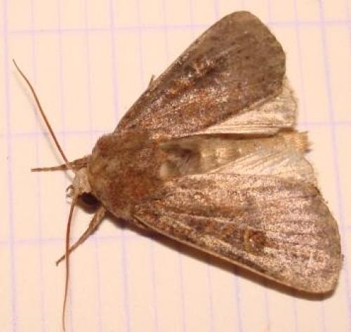 Xestia xanthographa