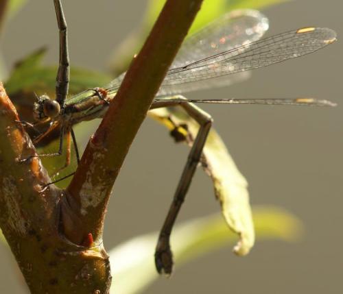 Chalcolestes viridis
