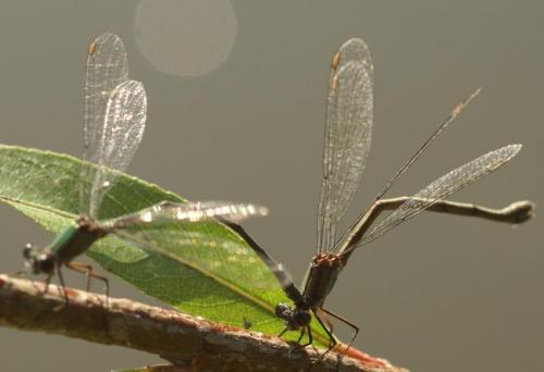 Chalcolestes viridis