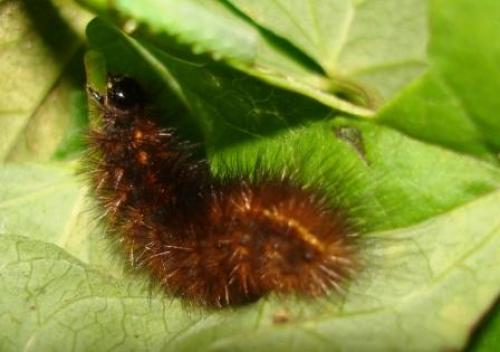 Phragmatobia fuliginosa