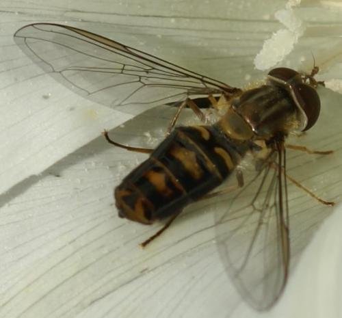 Episyrphus balteatus