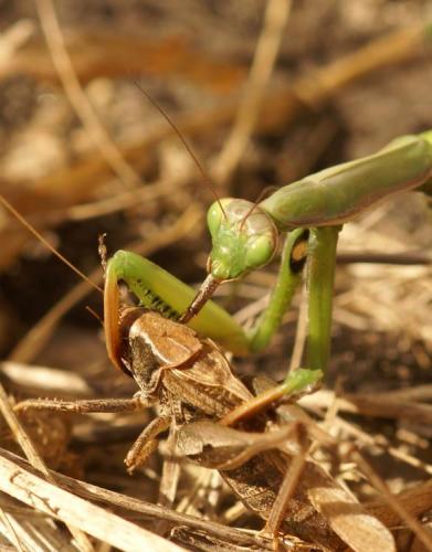 Mantis religiosa