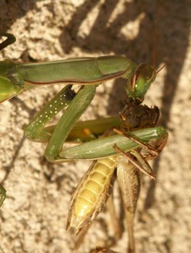 Mantis religiosa