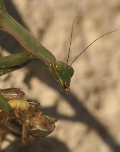 Mantis religiosa