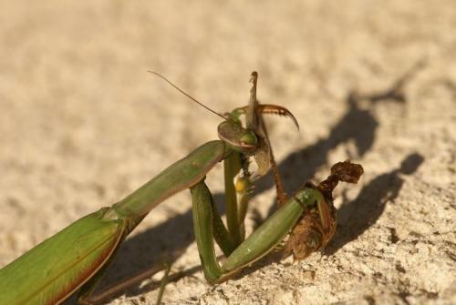 Mantis religiosa