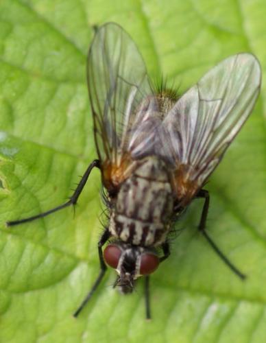 Phaonia sp.