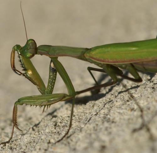Réf. 25 448 : Mantis religiosa