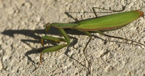 Mantis religiosa