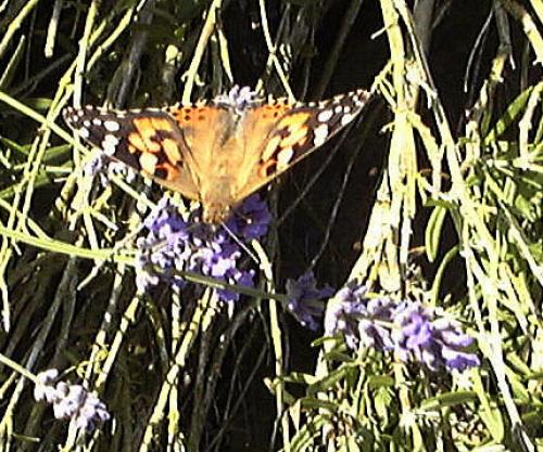 Vanessa cardui