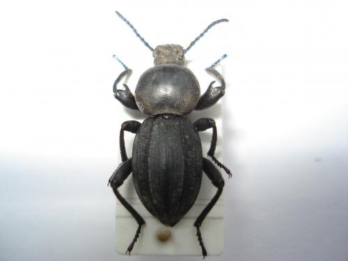 Réf. 25 150 : Scaurus striatus
