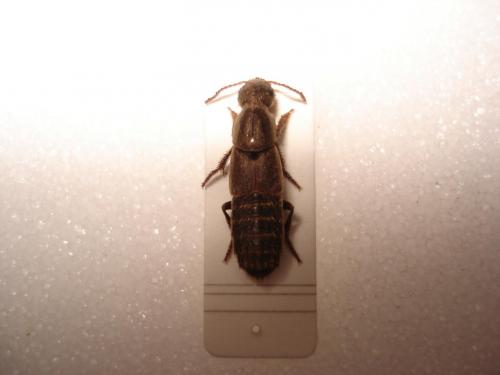 Ocypus picipennis