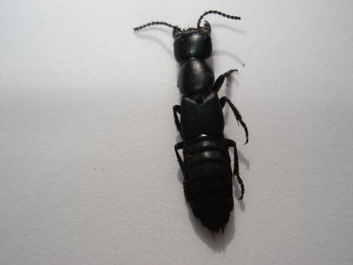 Ocypus ophthalmicus