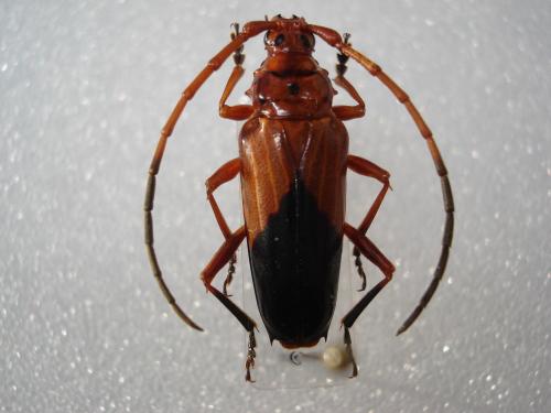 Oxymerus chevrolatii