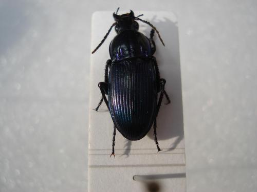 Réf. 25 314 : Poecilus sericeus