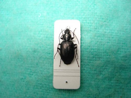 Réf. 25 331 : Agonum sp.