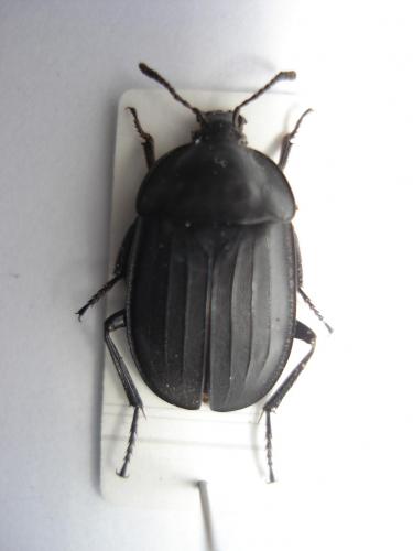 Silpha tristis