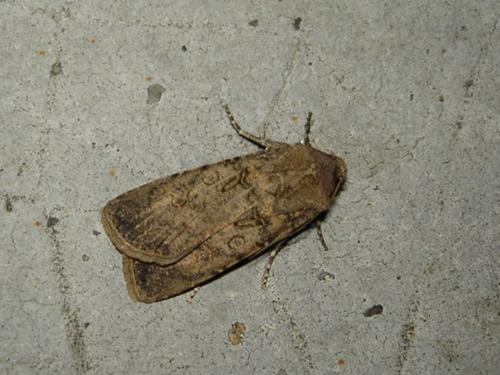Réf. 25 146 : Agrotis segetum