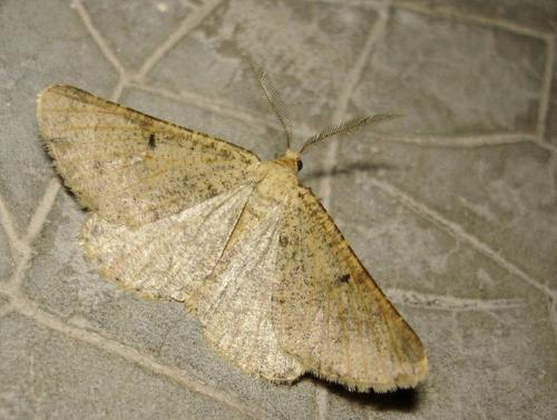 Isturgia miniosaria