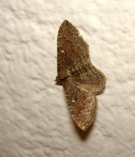 Réf. 25 268 : Nycterosea obstipata