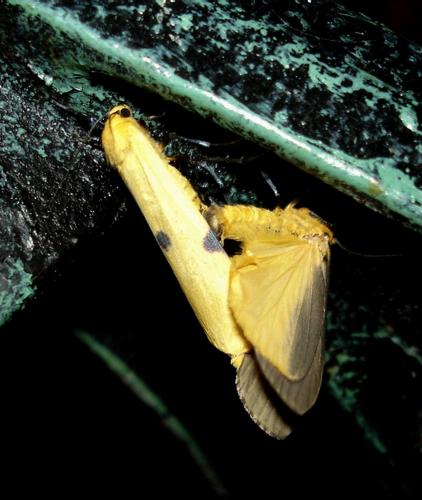 Lithosia quadra