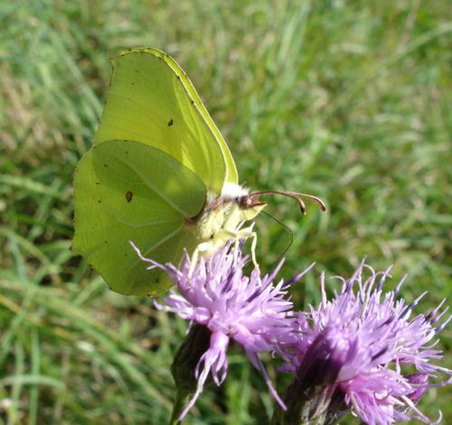Gonepteryx rhamni