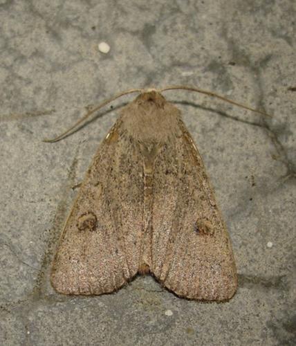 Réf. 25 657 : Xestia castanea