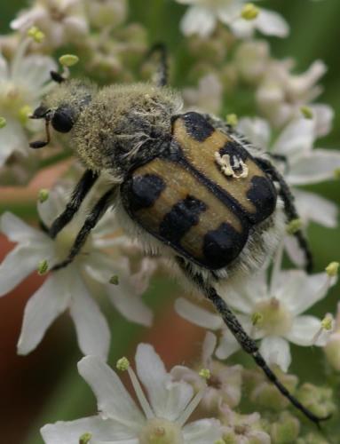 Trichius sp.