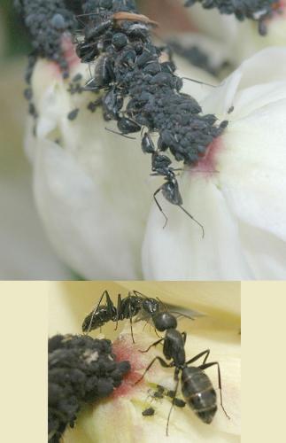 Réf. 25 641 : Camponotus vagus