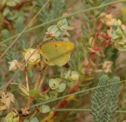 Colias croceus