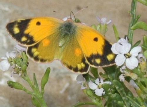 Colias croceus