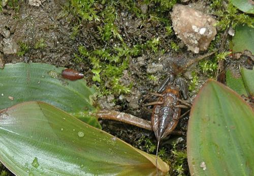 Réf. 25 703 : Nepa cinerea