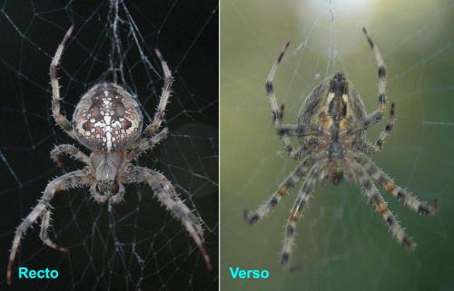 Araneus diadematus