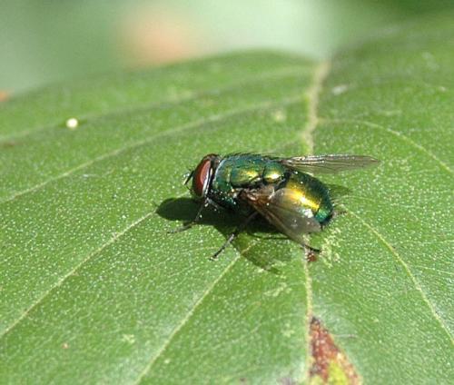 Lucilia sp.