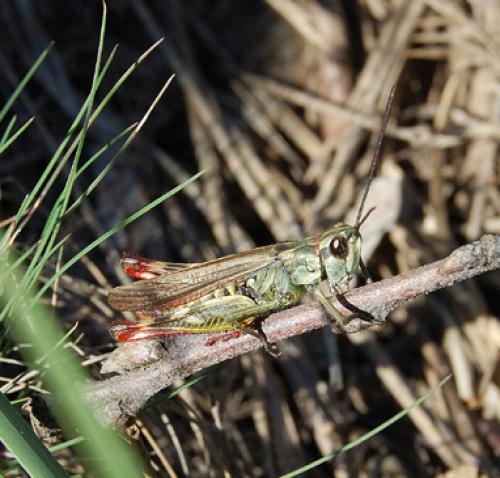 Chorthippus armoricanus