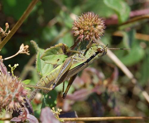 Réf. 25 134 : Mecostethus parapleurus parapleurus