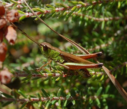 Réf. 25 135 : Pseudochorthippus parallelus